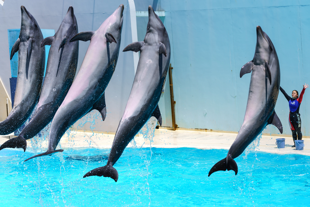 ～須磨海浜水族園～イルカライブショー