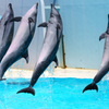 ～須磨海浜水族園～イルカライブショー