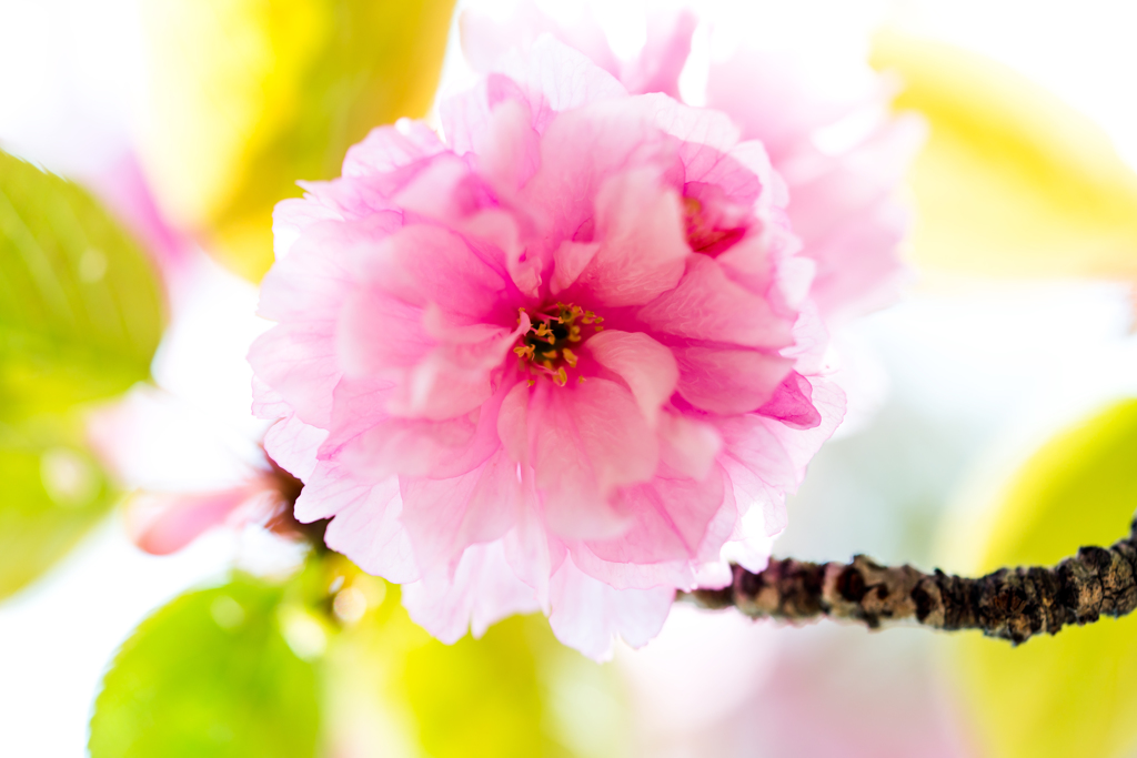萌桜