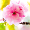 萌桜