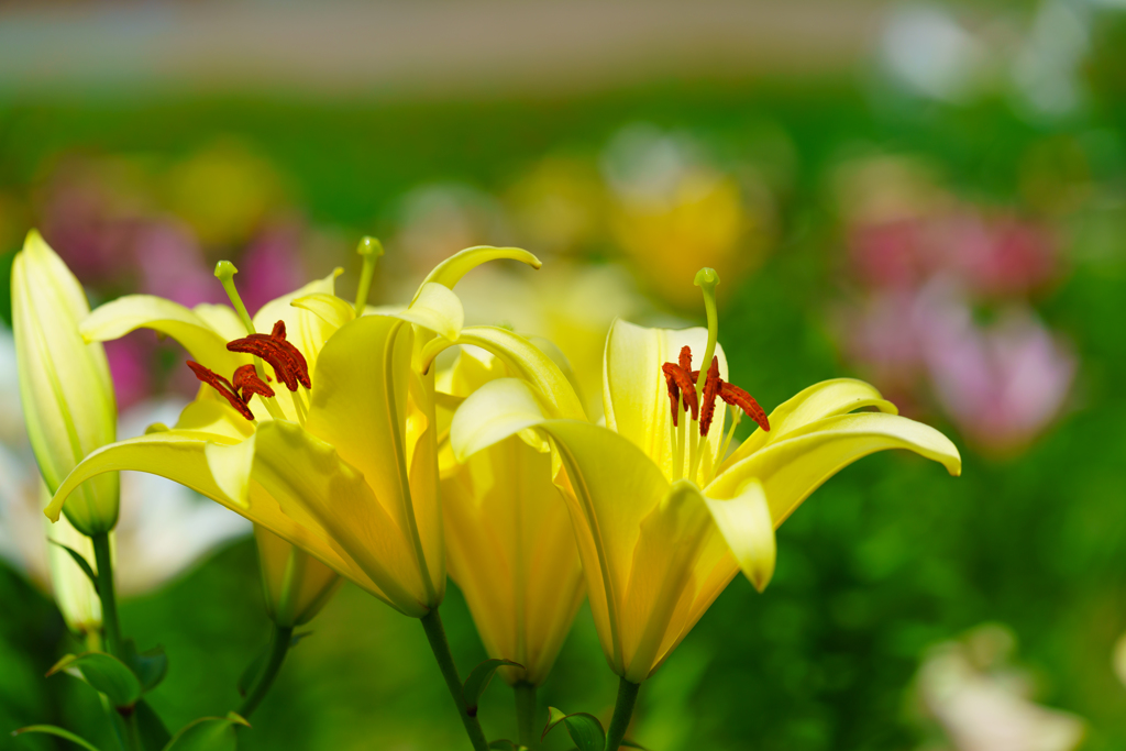 びわこ箱館山ゆり園～Lily～