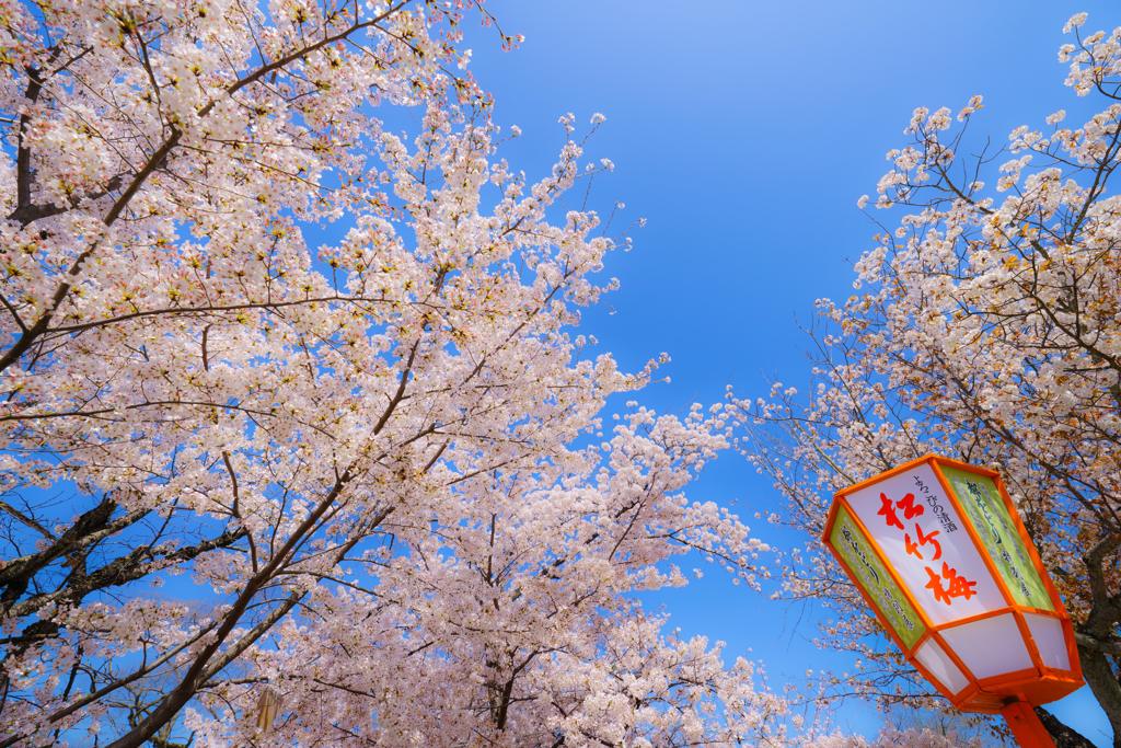 ～京都 桜　円山公園～