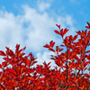 紅色を撮る