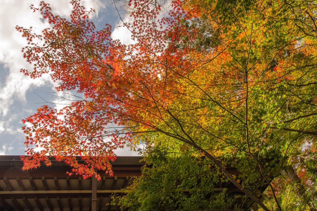 紅の始まり