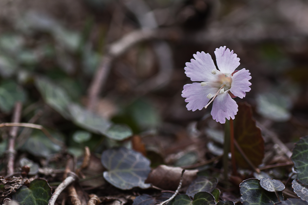 春の花　イワウチワ