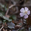 春の花　イワウチワ