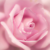 Pink Rose