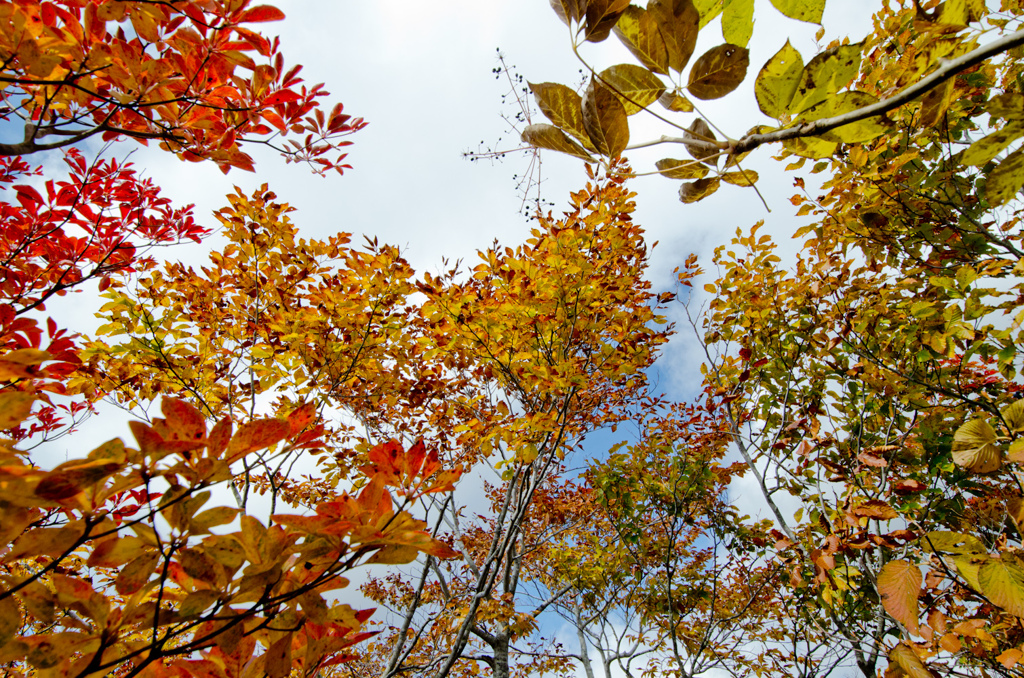 紅葉集う