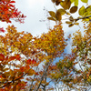 紅葉集う