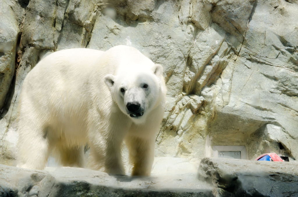 ＧＡＯのＧＯＵＴＡ