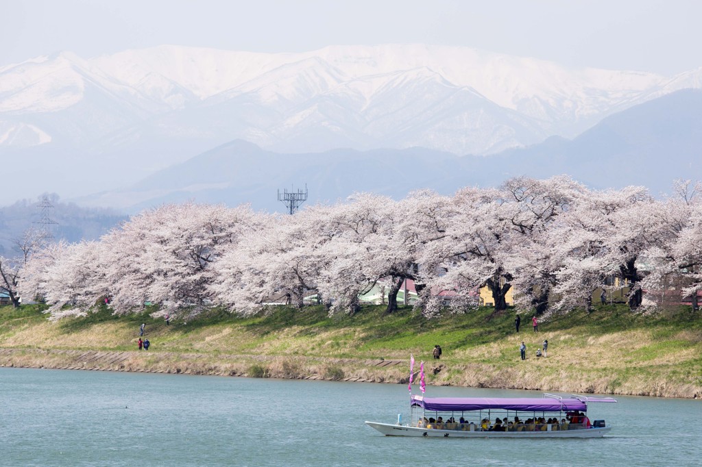 ２０１４桜便り　～その一～