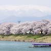 ２０１４桜便り　～その一～