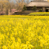 菜の花香る晩春の東北