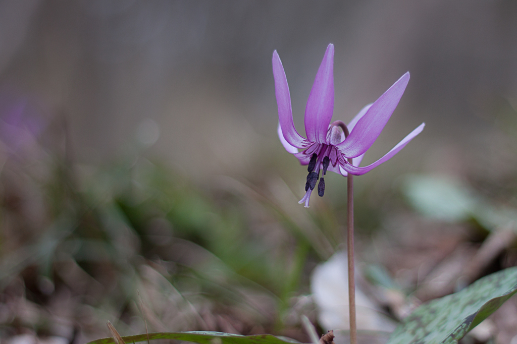 春の花　カタクリ