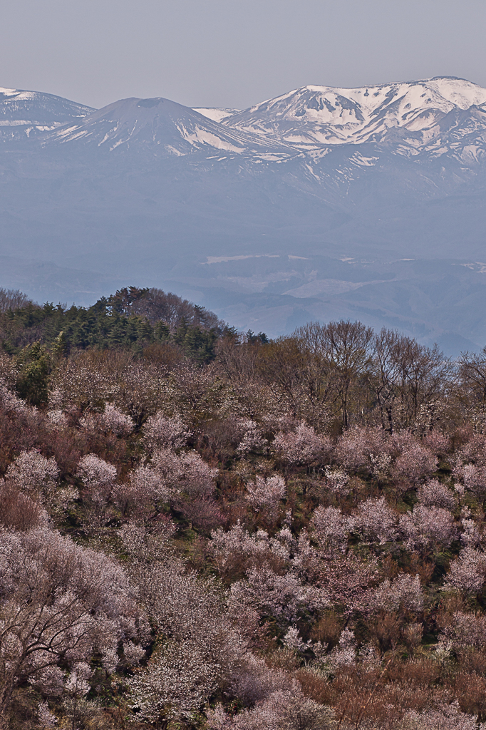 花見山と吾妻小富士と雪ウサギ