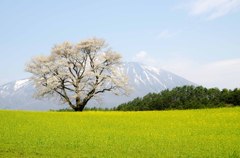 小岩井一本桜①