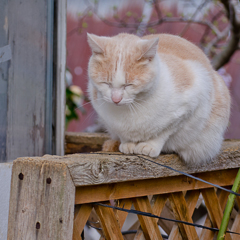 猫の昼下がり