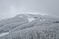 雪林