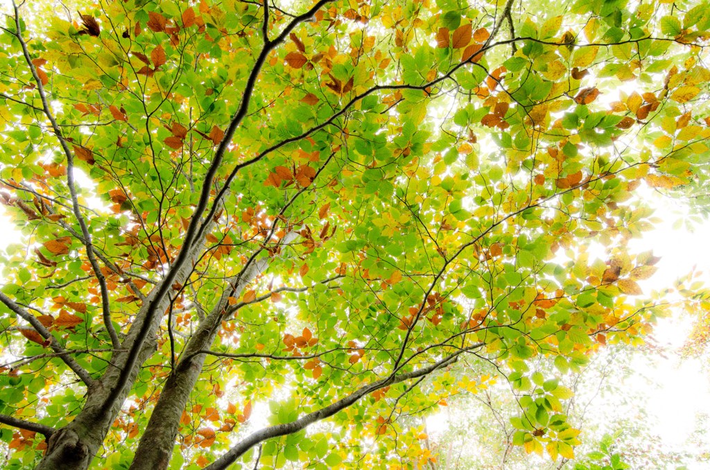 紅葉山行　その１