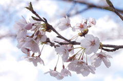 ２０１３桜　＃１