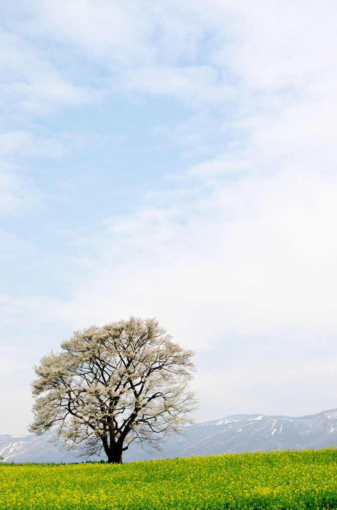 小岩井一本桜②