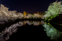 夜桜囲景