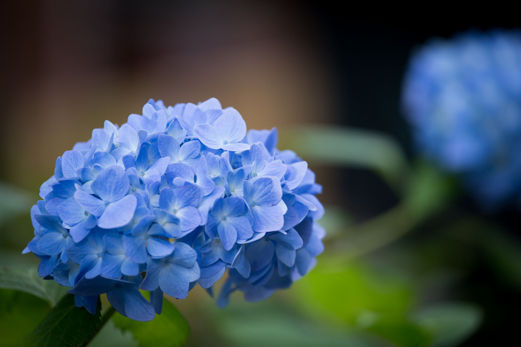 夏の花　～紫陽花～