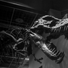 6500万年の時を越える