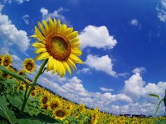 夏のおもいで。