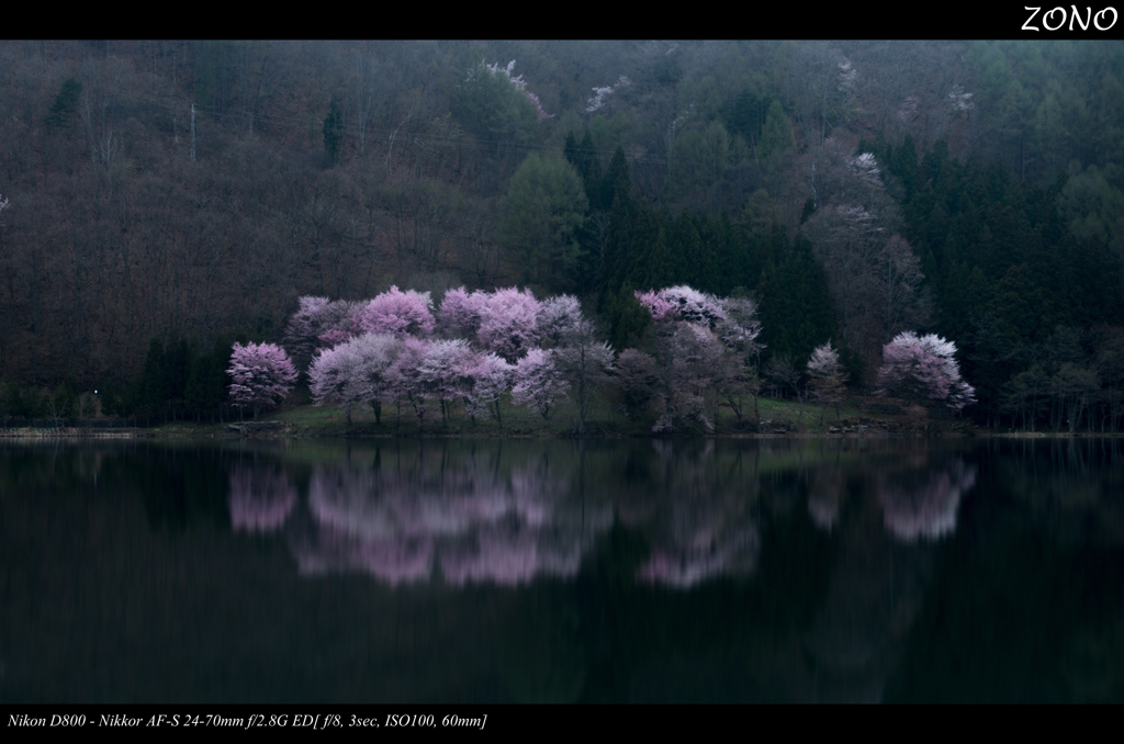 鏡面桜