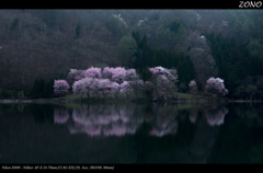 鏡面桜