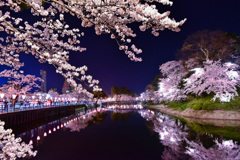 夜桜