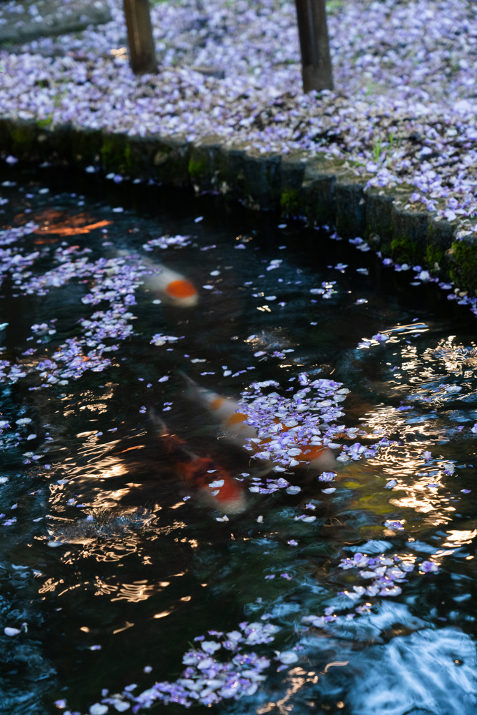 雨と藤