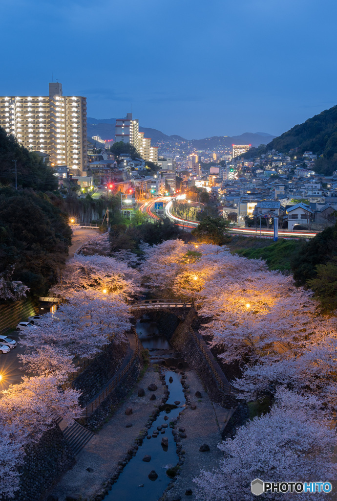 街明かりと夜桜