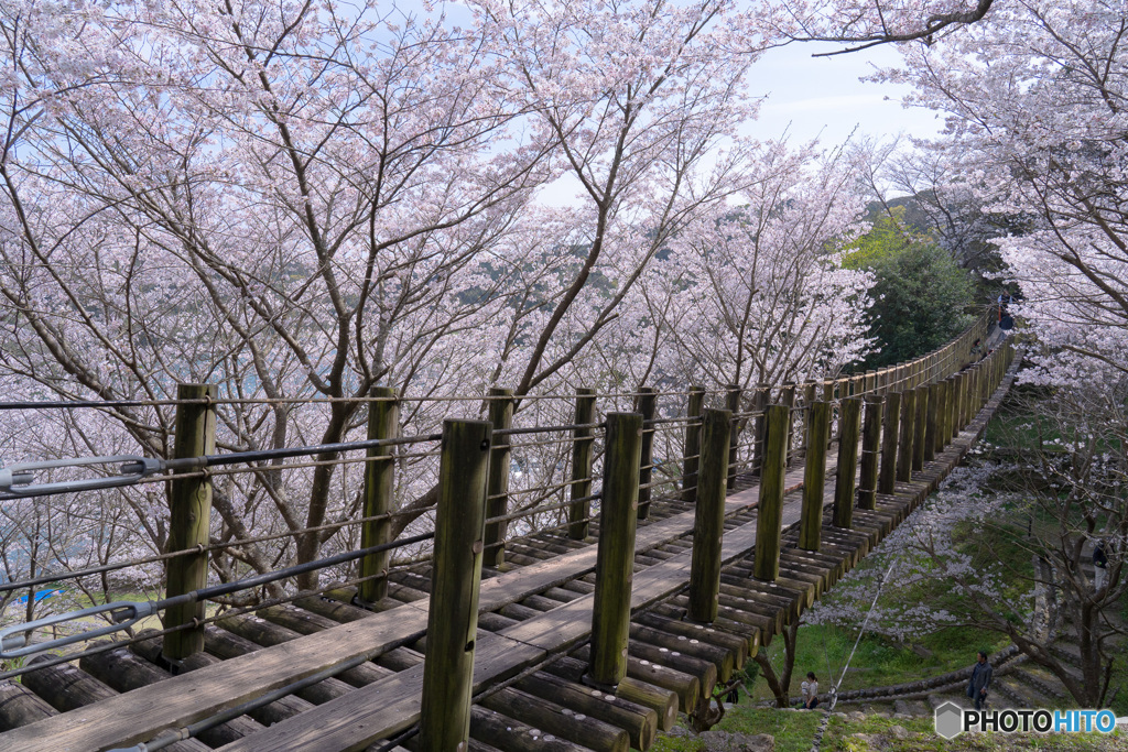 桜の吊り橋