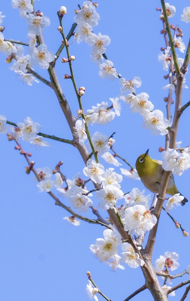 春を求めて