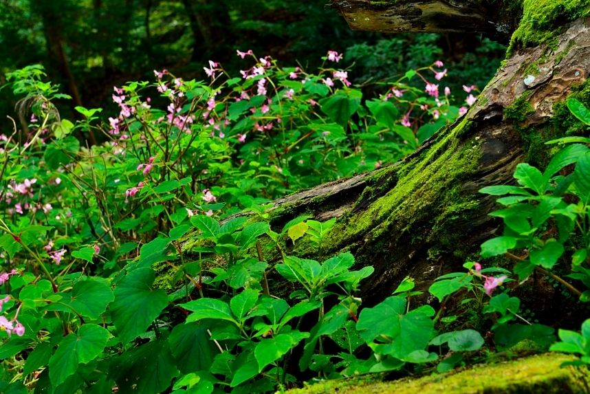 岩湧の森に咲く