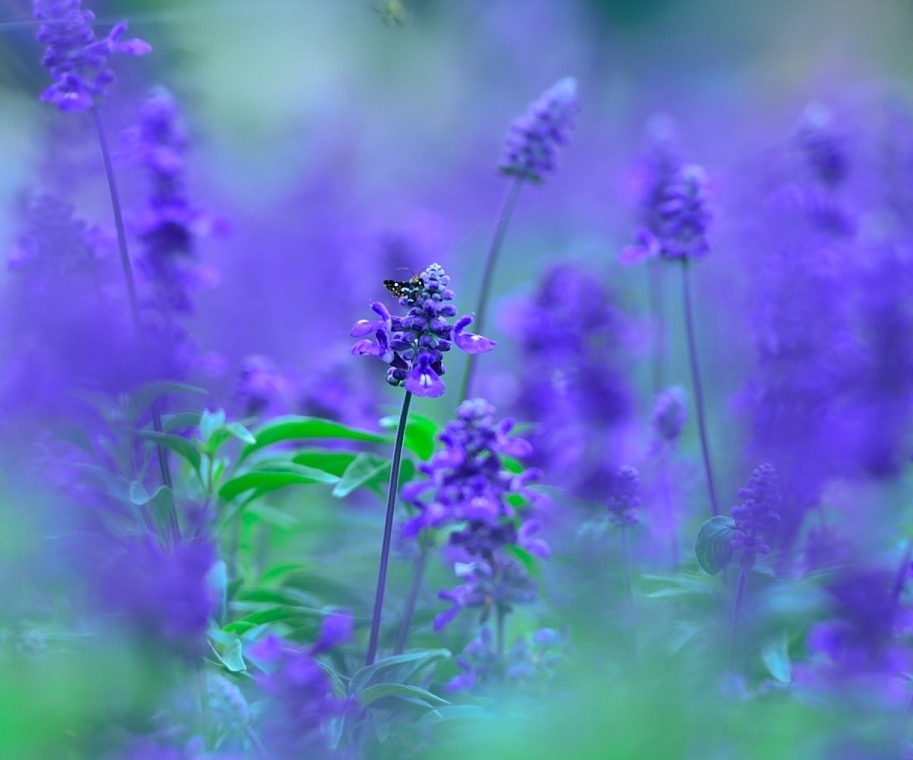 夢想の中の１シーン