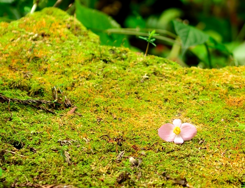 散って尚、森を彩る