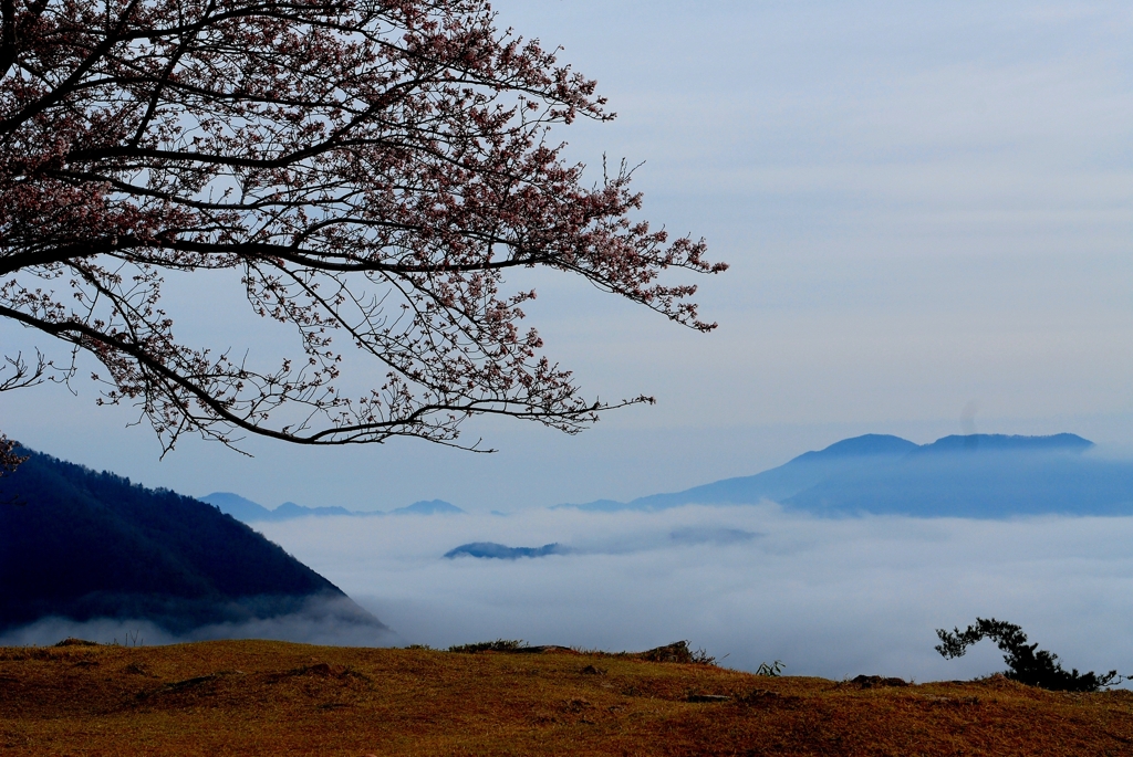 雲海に咲く桜