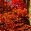 紅葉その３