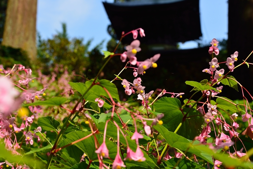 古刹に咲く秋海棠