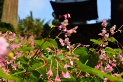 古刹に咲く秋海棠