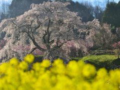 又兵衛桜と菜の花