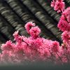 古寺を訪ねて