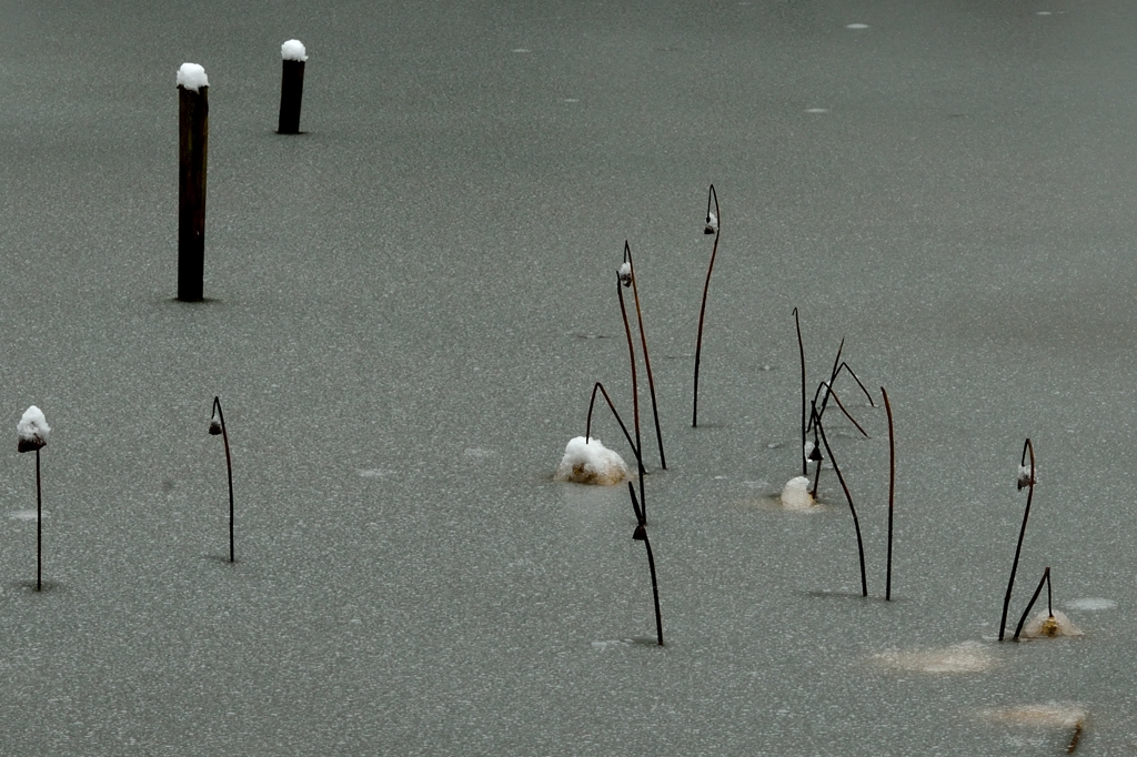 蓮池の冬景色