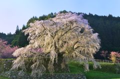 又兵衛桜と朝日