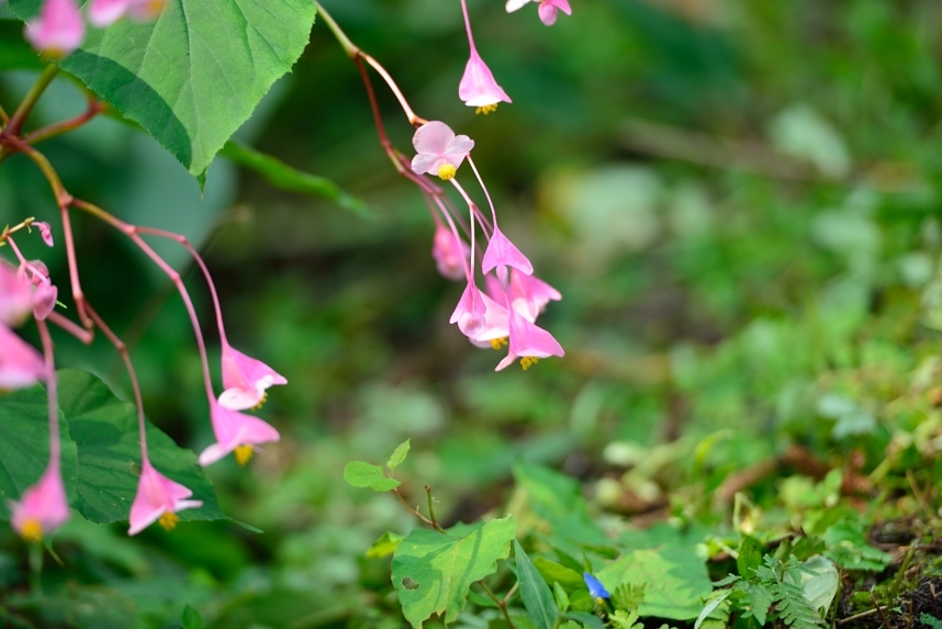 いわわきの森に咲く秋海棠