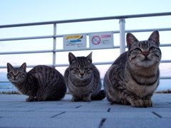 のらねこ１－３兄弟