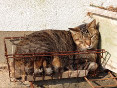 のらねこ３－陽だまりのいえ